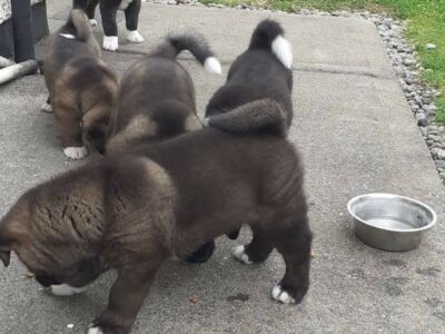 Akita Puppies for Sale in Edenderry