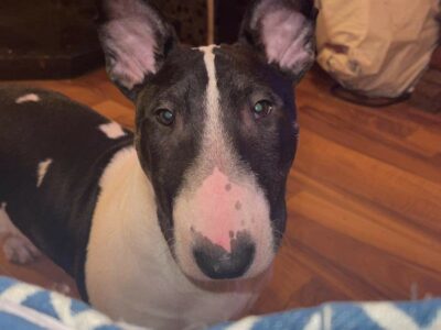 Brindle Bull Terrier Pup for Sale in Carlow