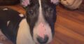 English bull terrier female 9 months old