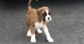 IKC registered Boxer puppies
