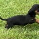Miniature dachshunds puppies