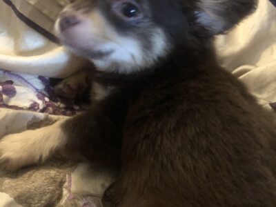 Chihuahua Puppies for Sale in Charlestown