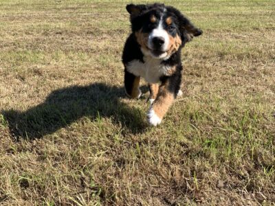 St Bernese Puppies for Sale in Mountrath