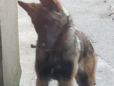Belgian Malinois in Kerry – Active Companion