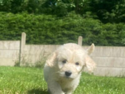 Golden Doodle Puppies for Sale in Wexford