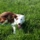 Lovely Red and White Purebred Border Collie Dog