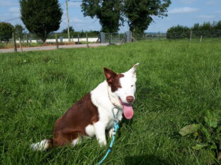 Lovely Red and White Purebred Border Collie Dog