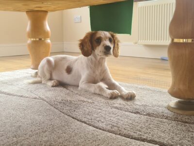 Cavachon Puppy for Sale in Belmullet