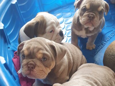 British Bulldog Puppies for Sale in Limerick