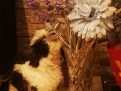 Playful Shih Tzu Puppies for Sale in Carlow