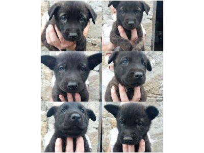 Dutch Shepherd x Malinois Puppies in Bagenalstown