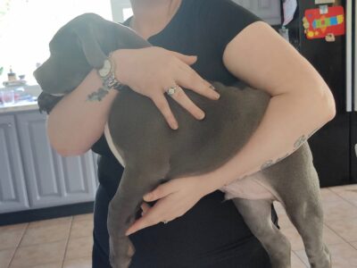 American Bully XL Puppies in Wexford Town