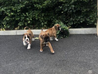 Boxer Puppies for Sale in Baltinglass