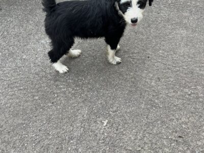 Collie X Old English Sheepdog in Co Clare