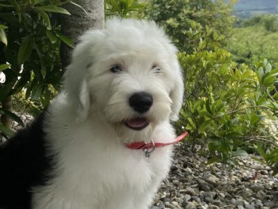 Old English Sheepdog Puppies in Enniscorthy