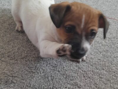 Tri-Colored Jack Russell in Naas – Playful Pup!