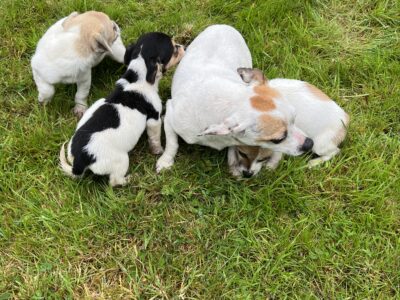 Miniature Jack Russell for Sale in Cavan Town