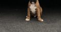 IKC registered Boxer puppies