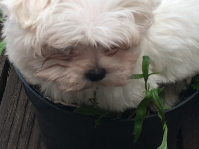 Maltese Puppies for Sale in County Laois