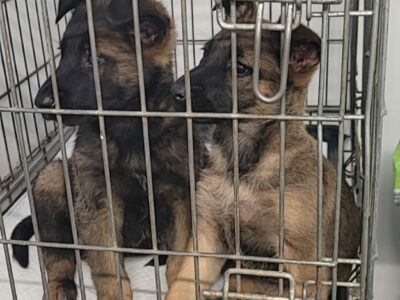 German Malanis Puppies in Newmarket