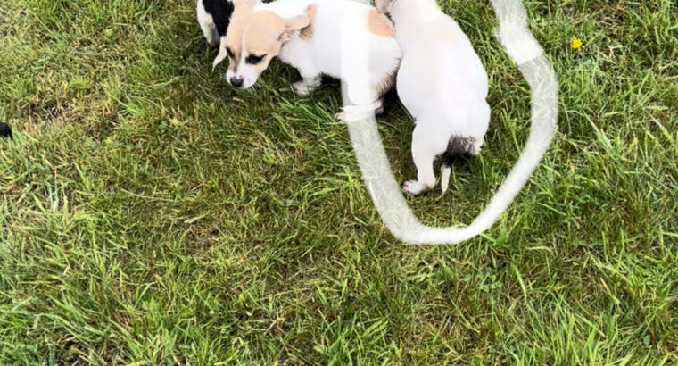 Miniature jack Russell pup for sale
