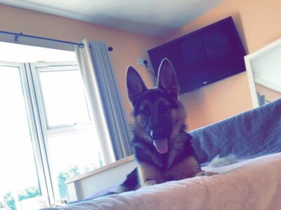 German Shepherd Puppies in Mayo – Playful & Loving