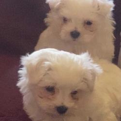 2 Adorable Male Purebred Maltese Puppies for sale