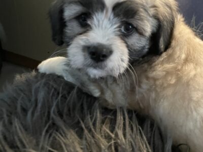 Chinese Crested Puppies in Thurles – Playful Fluff