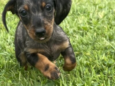 Miniature Dachshund Puppies for Sale in Dublin