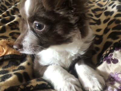 Chihuahua Puppy for Sale in Charlestown