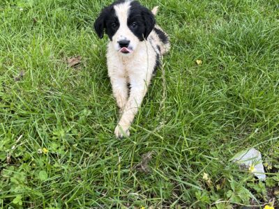 Collie X Old English Sheepdog in Maghera Tulla
