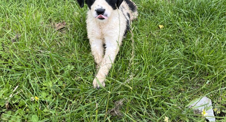 collie x Old English Sheep puppie for sale
