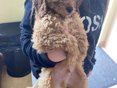 Cockapoo Puppies for Sale in Carlow – Playful Pals