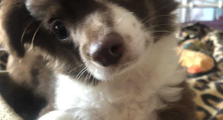 Chihuahua boy