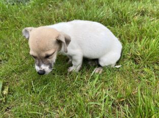Miniature jack Russell pup for sale