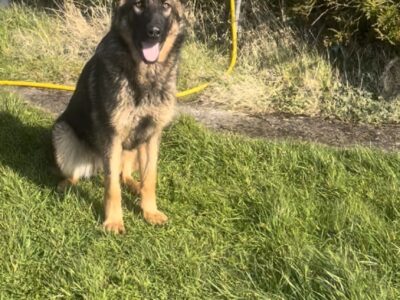 German Shepherd in Killorglin – IKC Registered