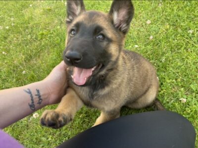 German Shepherd Puppies in Carlow – Family Ready