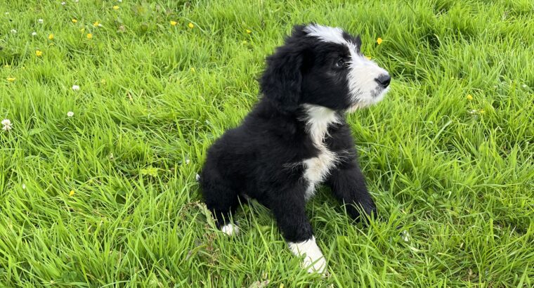 collie x Old English Sheep puppie for sale