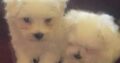 2 Adorable Male Purebred Maltese Puppies for sale