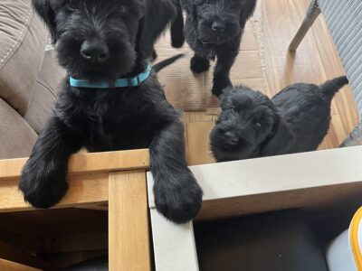 Giant Schnauzer Puppies for Sale in Dublin North