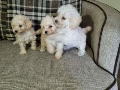 Toy Poodle Puppies in Longford – IKC Registered