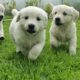 IKC REGISTERED GOLDEN RETRIEVER PUPPIES FOR SALE