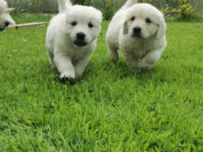 Golden Retriever Puppies in Sligo – IKC Registered