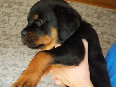 Rottweiler Puppies in Dublin – IKC Registered
