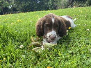 Beautiful Springer Spaniel Pup for Sale