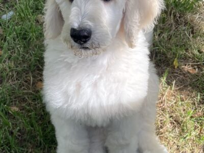 Standard Poodles for Sale in Carndonagh