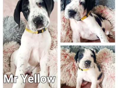 Great Dane Puppies for Sale in Limerick