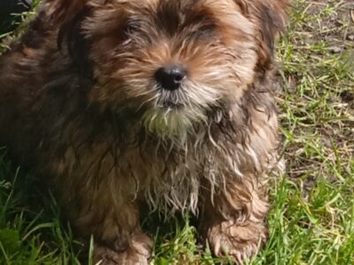 Shih Tzu Puppies for Sale in Reynoldstown