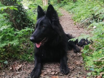 German Shepherd Puppies in Lucan – IKC Registered