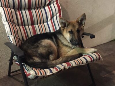 German Shepherd in Nenagh – Playful Pup!